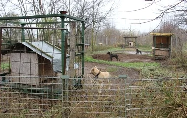 Tiltott állatviadalon ütöttek rajta a nyíregyházi rendőrök