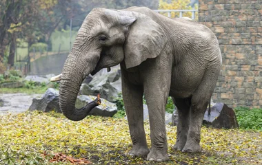 Európa legnagyobb afrikai elefántbikája visszatért