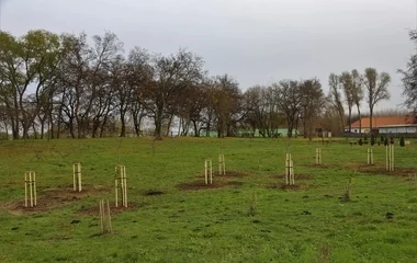 Zajlik a Településfásítási Program Szakolyban is