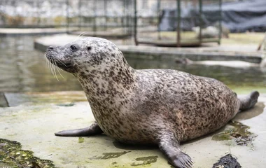 Borjúfókákat adományozott a Nyíregyházi Állatpark