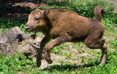 Sikeres visszatelepítésről számolt be a Nyíregyházi Állatpark