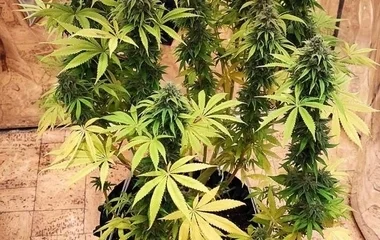 Cannabist termesztett egy férfi Nyírmeggyesen