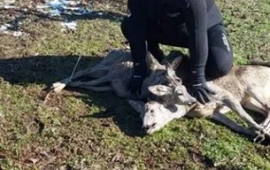 Őzeket mentettek a rakamazi önkéntes tűzoltók!