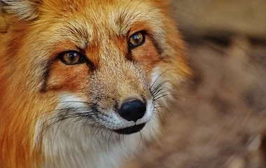 Jövő hét szombaton kezdődik a tavaszi rókavakcinázás