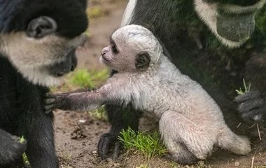 Új jövevény a Nyíregyházi Állatparkban