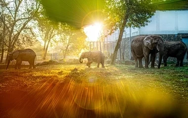 Szombattól újra várja a látogatókat Nyíregyházi Állatpark