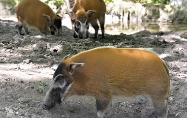 Különleges malacok érkeztek a Nyíregyházi Állatparkba