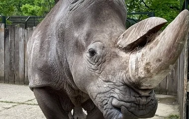 Orrszarvú nőstényt cserélt a Nyíregyházi Állatpark