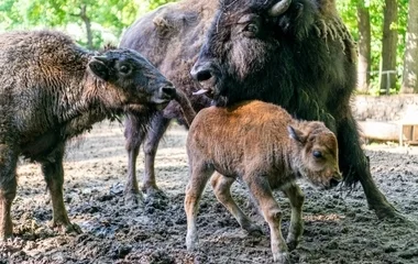 Európai és amerikai bölény borjú is született a Nyíregyházi Állatparkban