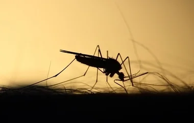 Szúnyoggyérítés lesz városunkban