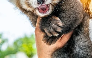 Töretlen a Nyíregyházi Állatpark népszerűsége