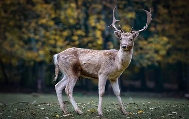 Szarvasveszélyre figyelmeztet a rendőrség az utakon