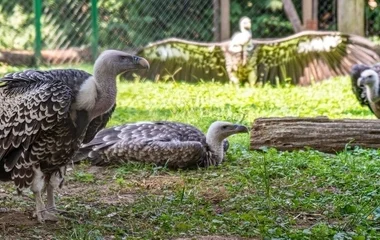 Nagy a sürgés-forgás a karvalykeselyűk háza táján a Nyíregyházi Állatparkban