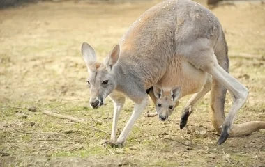 Kiskengurukkal is találkozhatunk a Nyíregyházi Állatparkban