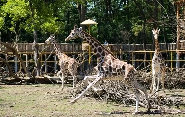 Elköszöntek Zulutól a Nyíregyházi Állatpark munkatársai