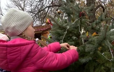 Feldíszítették az ovisok a karácsonyi sétány fenyőfáit