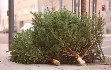 A hulladéknaptárban megtaláljuk, mikor szállítják el a kidobott fenyőfákat