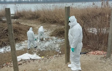 Elhullott madártetemekre bukkantak megyénkben