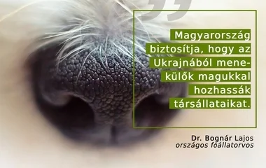 Egyszerusített eljárással hozhatnak magukkal társállatot a menekülok