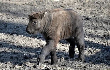 Mishmi takin született a Nyíregyházi Állatparkban 