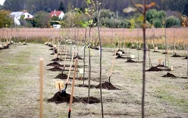 Lassan erdővé nő Nyíregyházán az Új életfa Liget