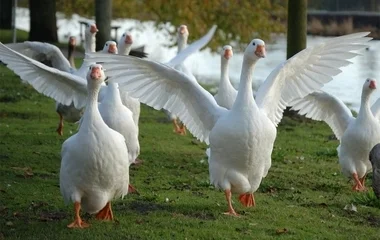 Mintegy húszezer húsludat számolnak fel Bökönyön