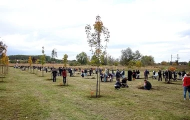 Továbbra is várják a jelentkezéseket az Újéletfa-akció keretén belül!