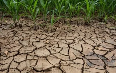 Kárenyhítési tájékoztatót tett közzé az Agrárminisztérium az aszálykárok miatt