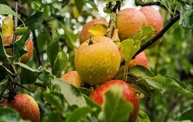 A túlélésért küzdenek a megyei alamatermesztők