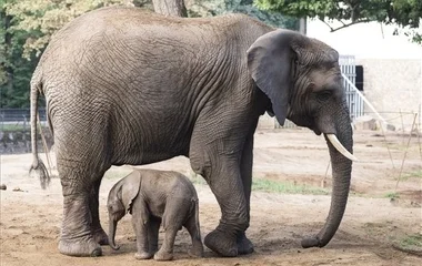 Afrikai elefánt született a Nyíregyházi Állatparkban