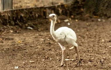 Fehér nandu fióka kelt ki az Állatparkban