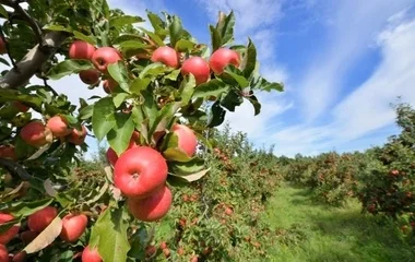 Jót tett a bőséges csapadék az almaültetvényeknek