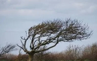 Az erős szél miatt megyénkben is voltak tűzoltói beavatások