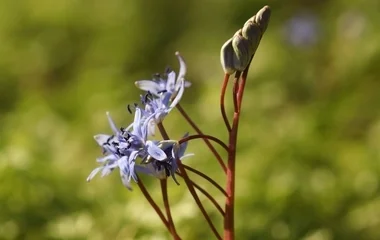 A ligeti csillagvirág továbbra is tömegével ékesíti a Sóstói erdőt