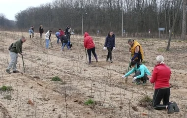 Önkéntes faültetők kerestetnek