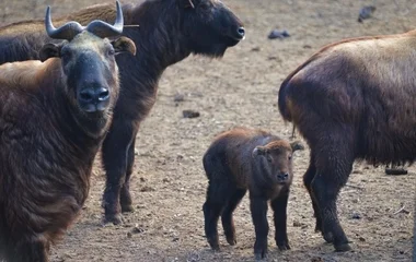 Ismét takin borjú látott napvilágot a Nyíregyházi Állatparkban