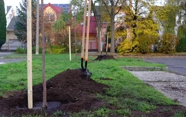 Folytatódik a polgármesteri fásítási program