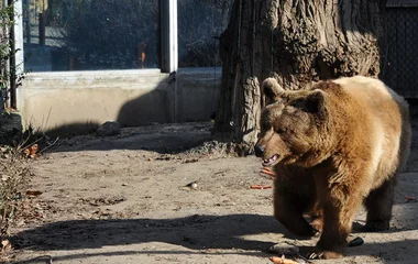 Medvejóslásra várja a látogatókat az Állatpark