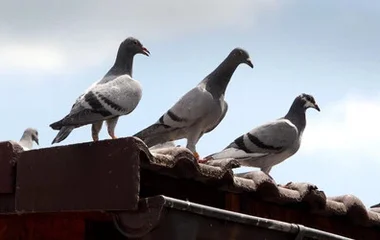 Nyíregyházán is egyre több a galamb