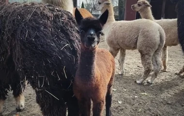 Már látható az egy hónapos alpaka a Nyíregyházi Állatparkban