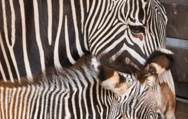 Két Grevy-zebra született a Nyíregyházi Állatparkban