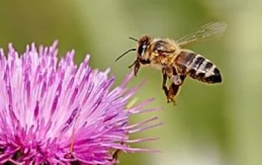 Újabb településen rendeltek el zárlatot a súlyos méhbetegség miatt