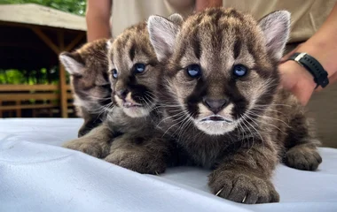 Puma hármas ikerpárral gazdagodott a Nyíregyházi  Állatpark