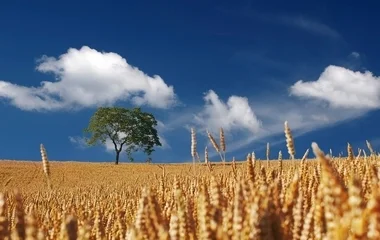Országszerte zajlik az aratás
