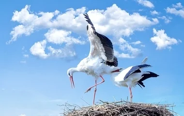 A fehér gólyák országos felmérésében kéri a lakosság segítségét az MME