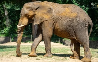 4 tonnás vőlegény érkezett a Nyíregyházi Állatpark afrikai elefánt hölgyeihez
