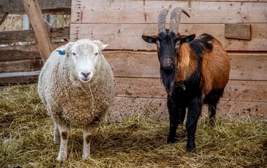 Azonnali értesítést kér a juh- és kecsketartóktól a NÉBIH pestis-gyanú esetén