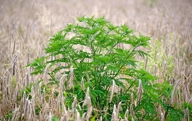 Fokozatosan erősödik a parlagfű pollenszórása