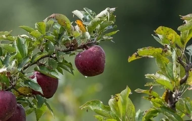 Az idénymunkát, alkalmi munkát is be kell jelenteni