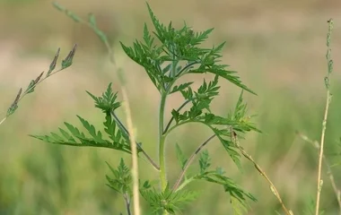 Nemcsak a hőség, de a parlagfű is nehezíti a napjainkat